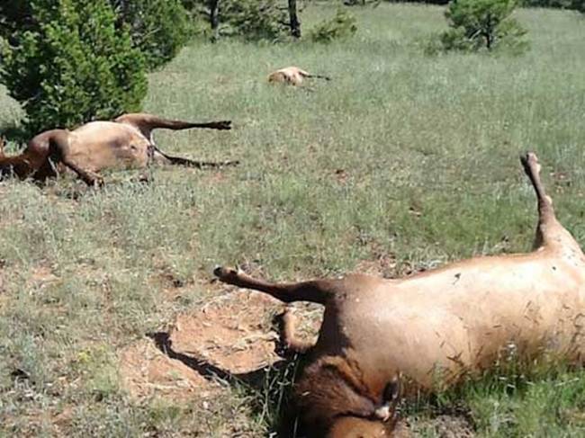 El misterio de la muerte de más de 100 alces en una sola noche.